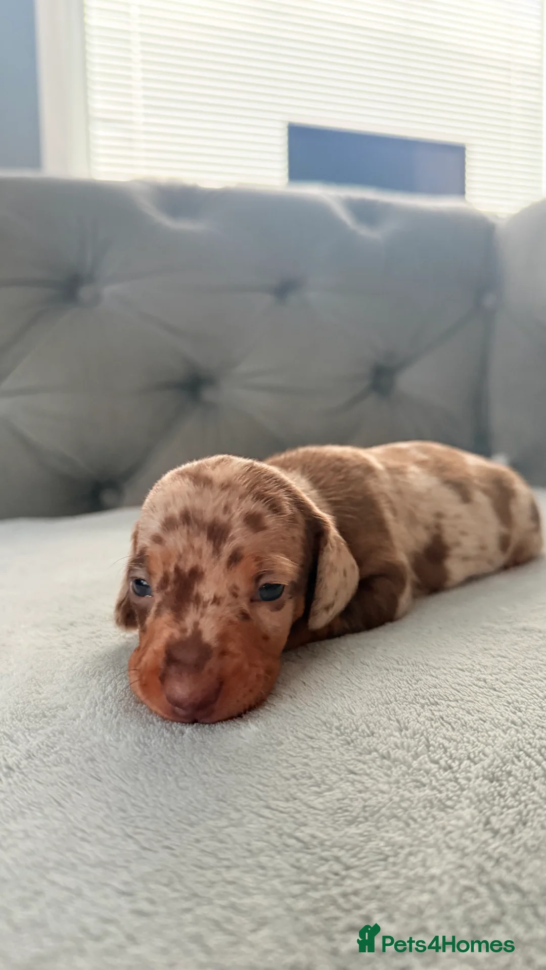 Miniature Dachshund dogs for sale: READY NOW Tiny MALES KC reg mini dachshunds  - Advert 38