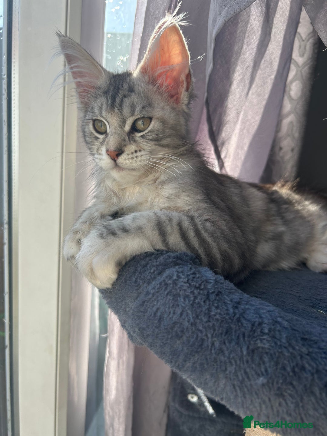 Maine Coon cats for sale: Female main coon  - Image 8