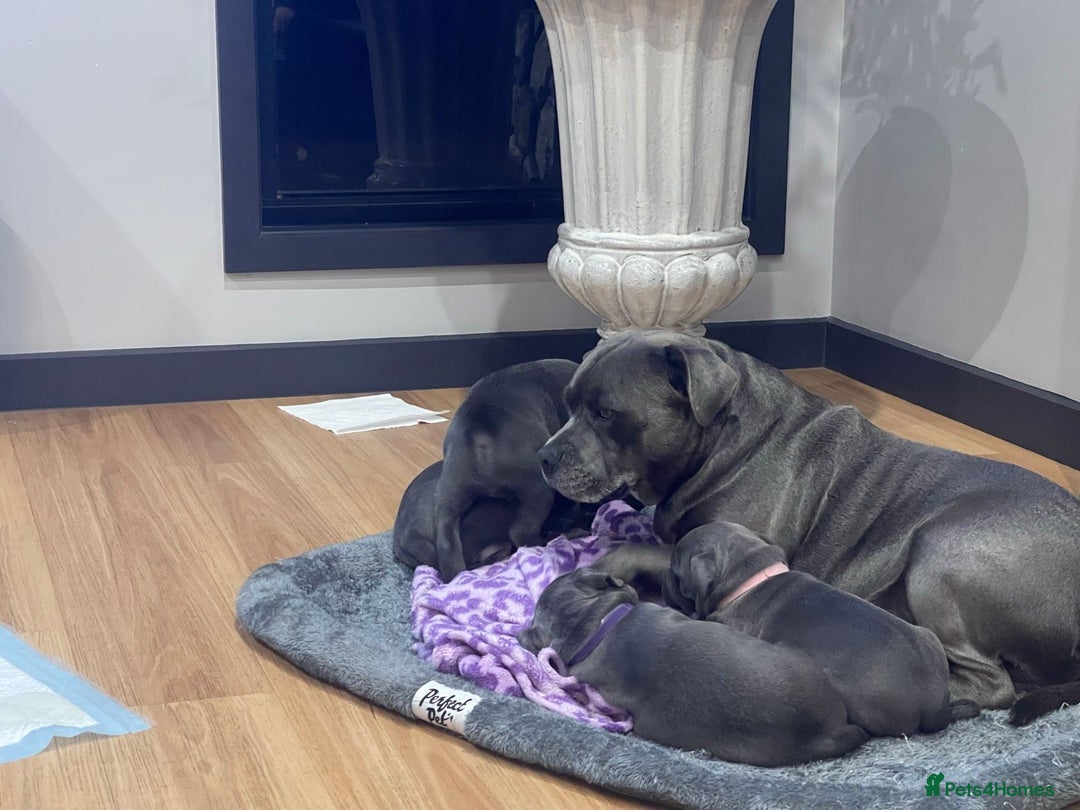 Staffordshire Bull Terrier dogs for sale: secured-blue english staffordshire bull-terriers - Image 8
