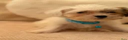 Shih Tzu dogs for sale: Shih tzu  - Advert 6