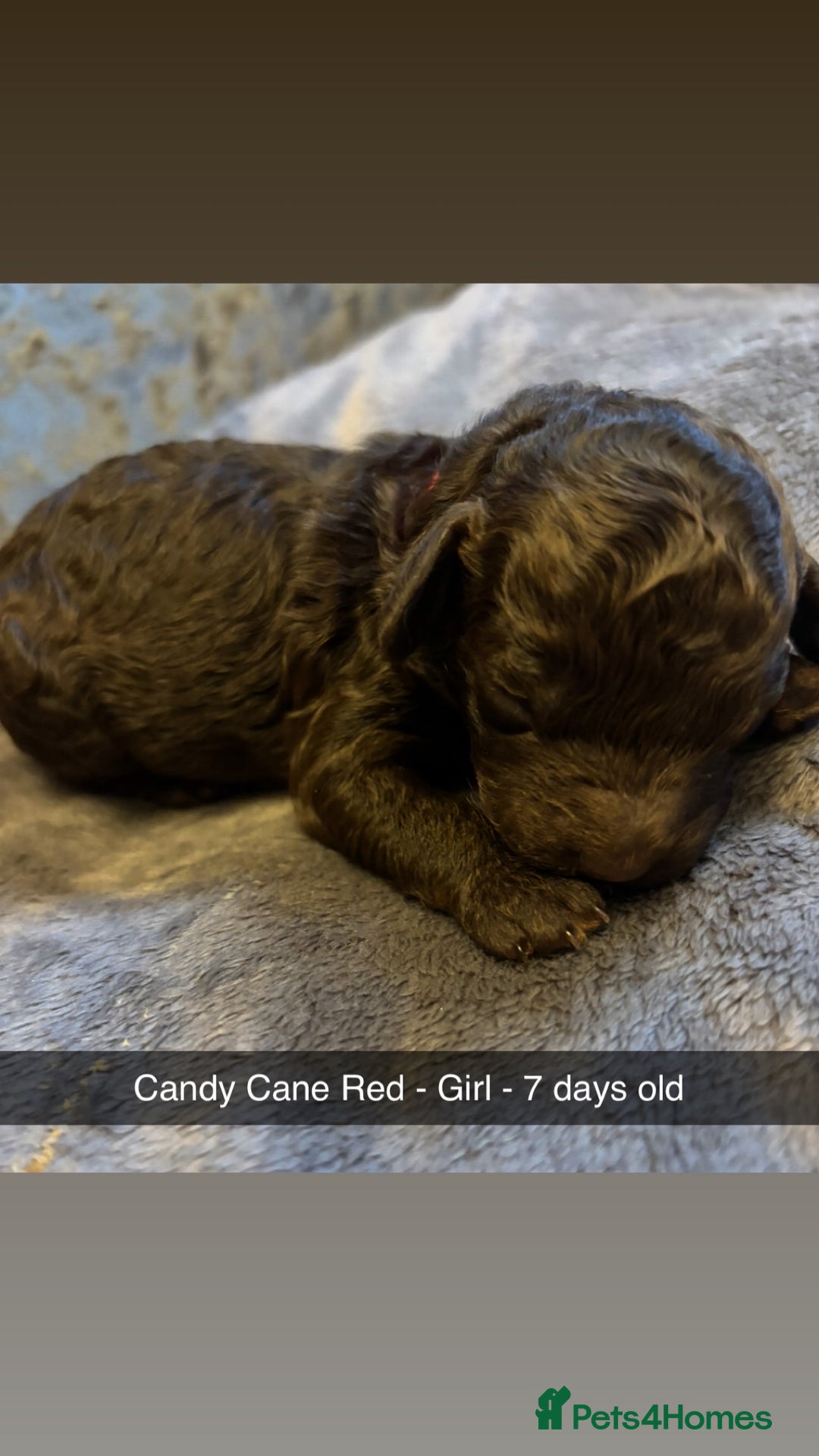 Cockapoo dogs for sale: Beautiful F2B Toy Cockapoo Puppies - Advert 13