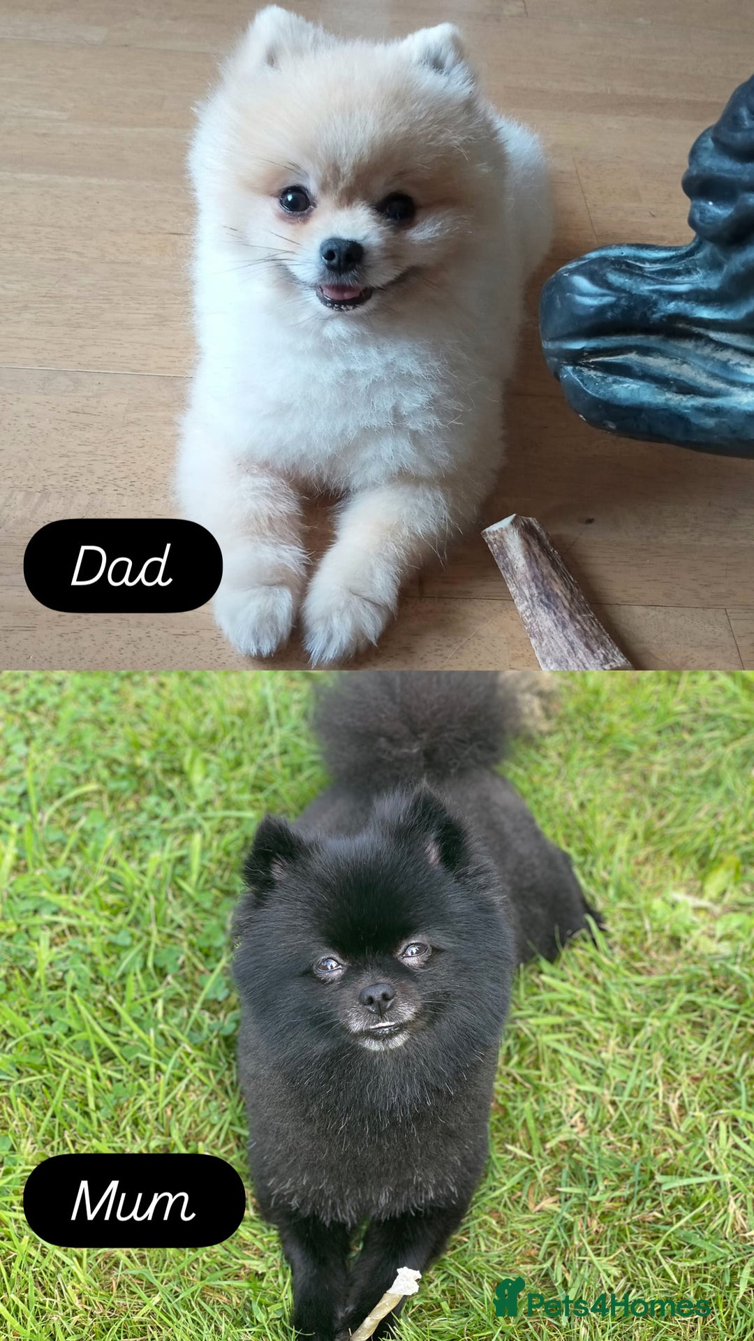 Pomeranian dogs for sale: Two Poms looking for forever home - Advert 8