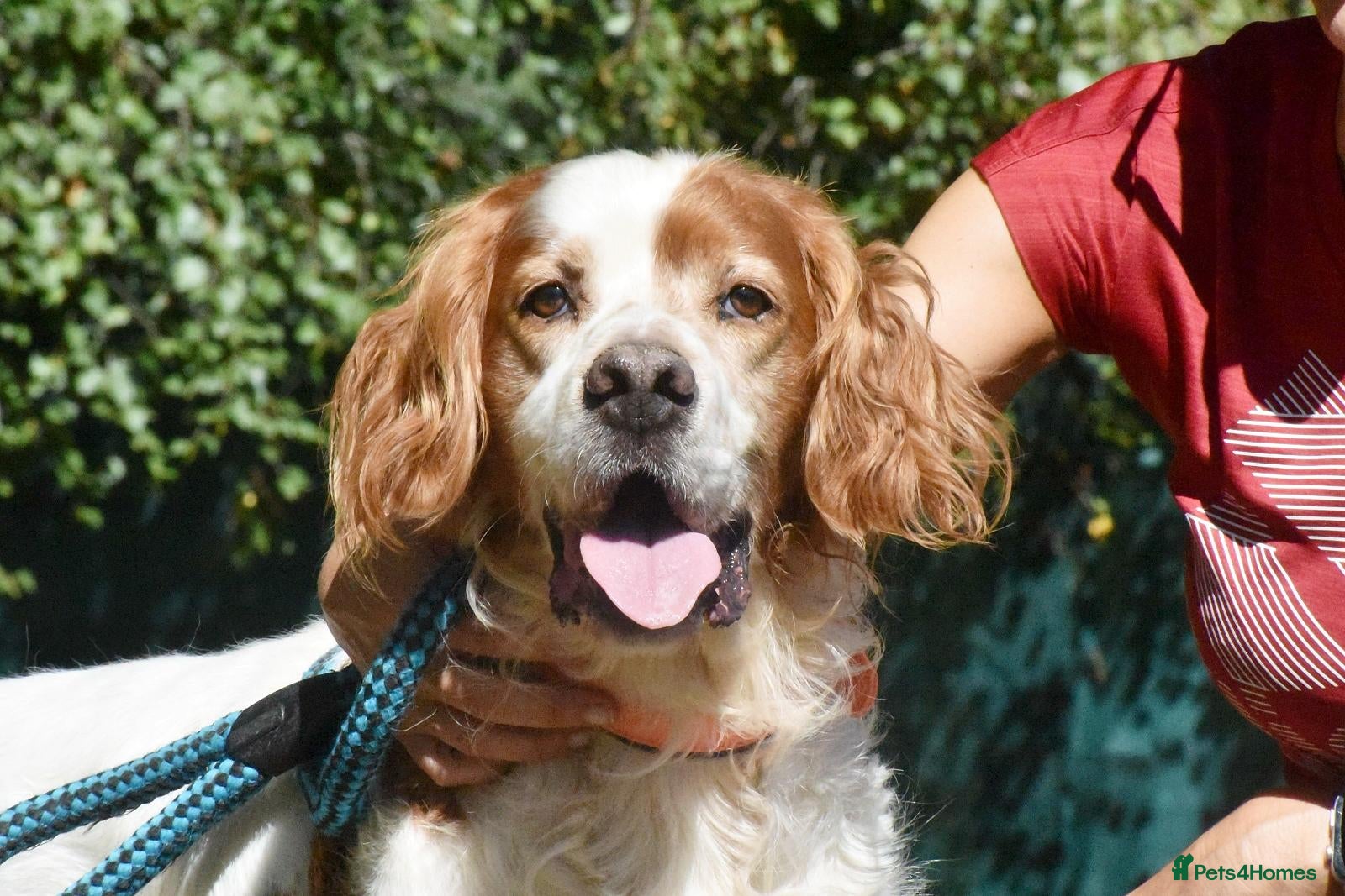 English Setter dogs Kay   - Advert 1