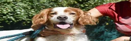 English Setter dogs for adoption: Kay   in Worthing - Advert 1