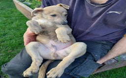 Lurcher dogs for sale: Mr Lewis Tidd  - Image 3