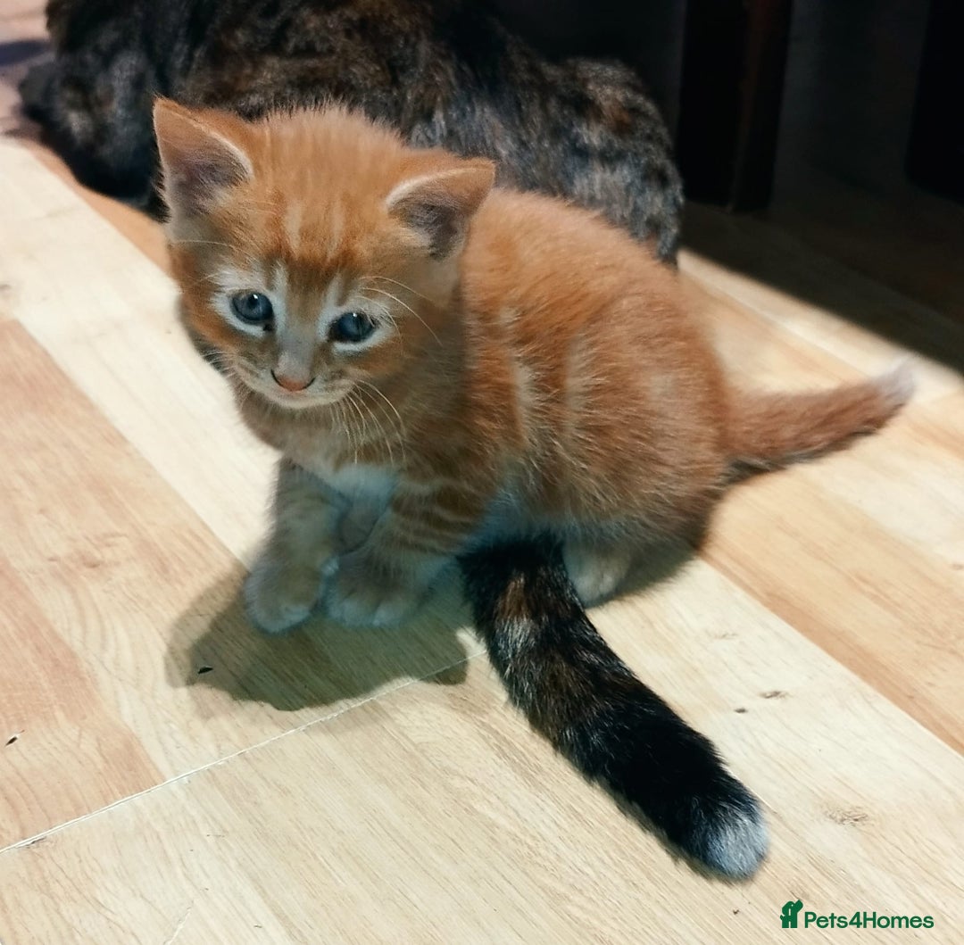 Mixed Breed cats for sale: Amazing, very beautiful kittens 3 boys, 1 girl - Advert 19