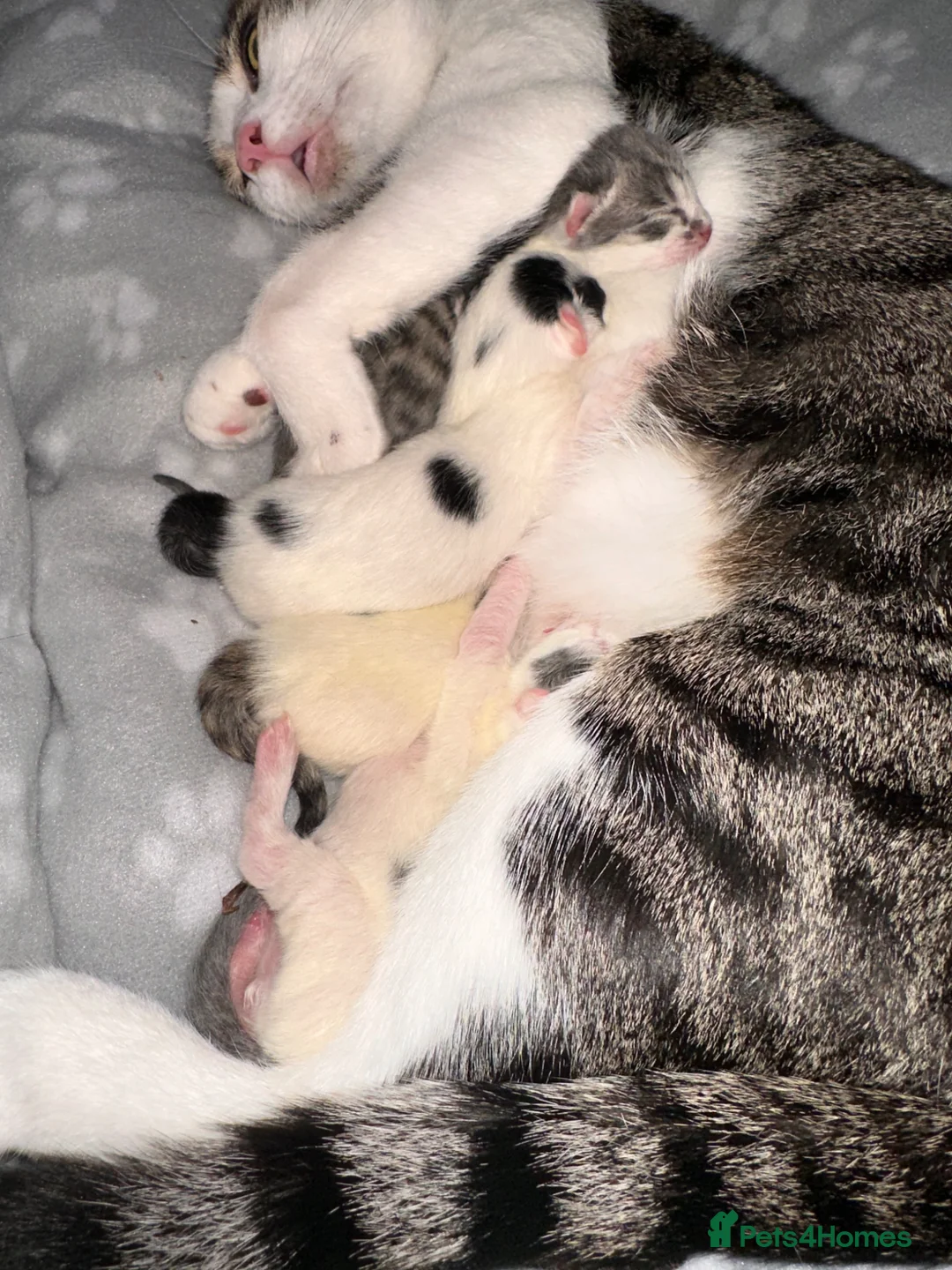 Mixed Breed cats for sale: Playful kitties in Middlewich - Advert 1