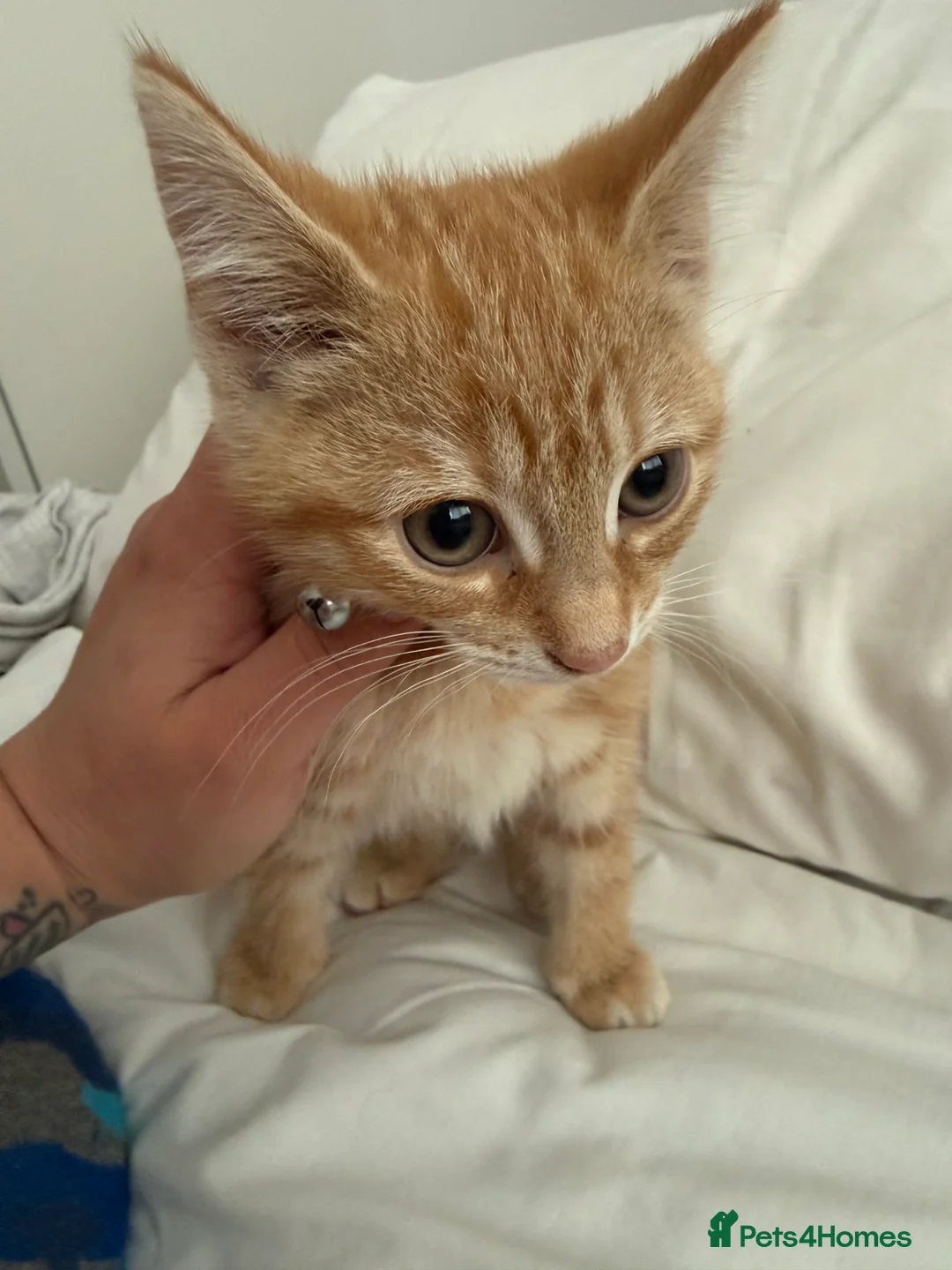 Mixed Breed cats for sale: * READY TO GO * LAST STUNNING GINGER GIRL LEFT*** - Advert 2
