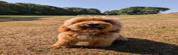 Maltipoo dogs for sale: Advanced trained maltipoo  - Advert 4