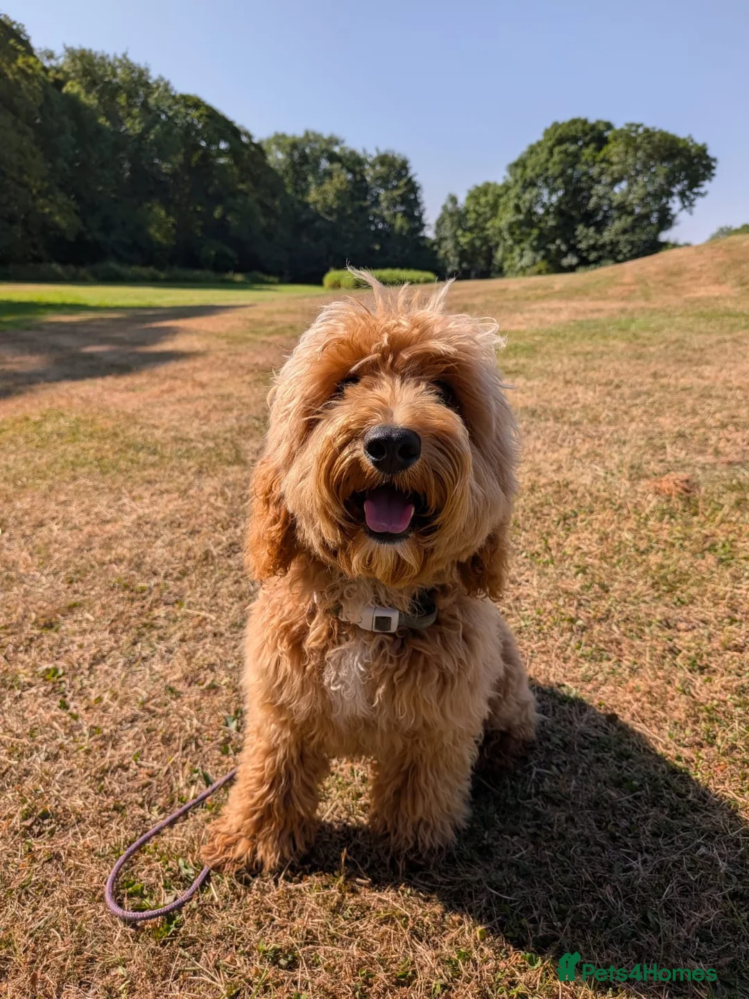 Maltipoo dogs for sale: Advanced trained maltipoo  - Advert 4