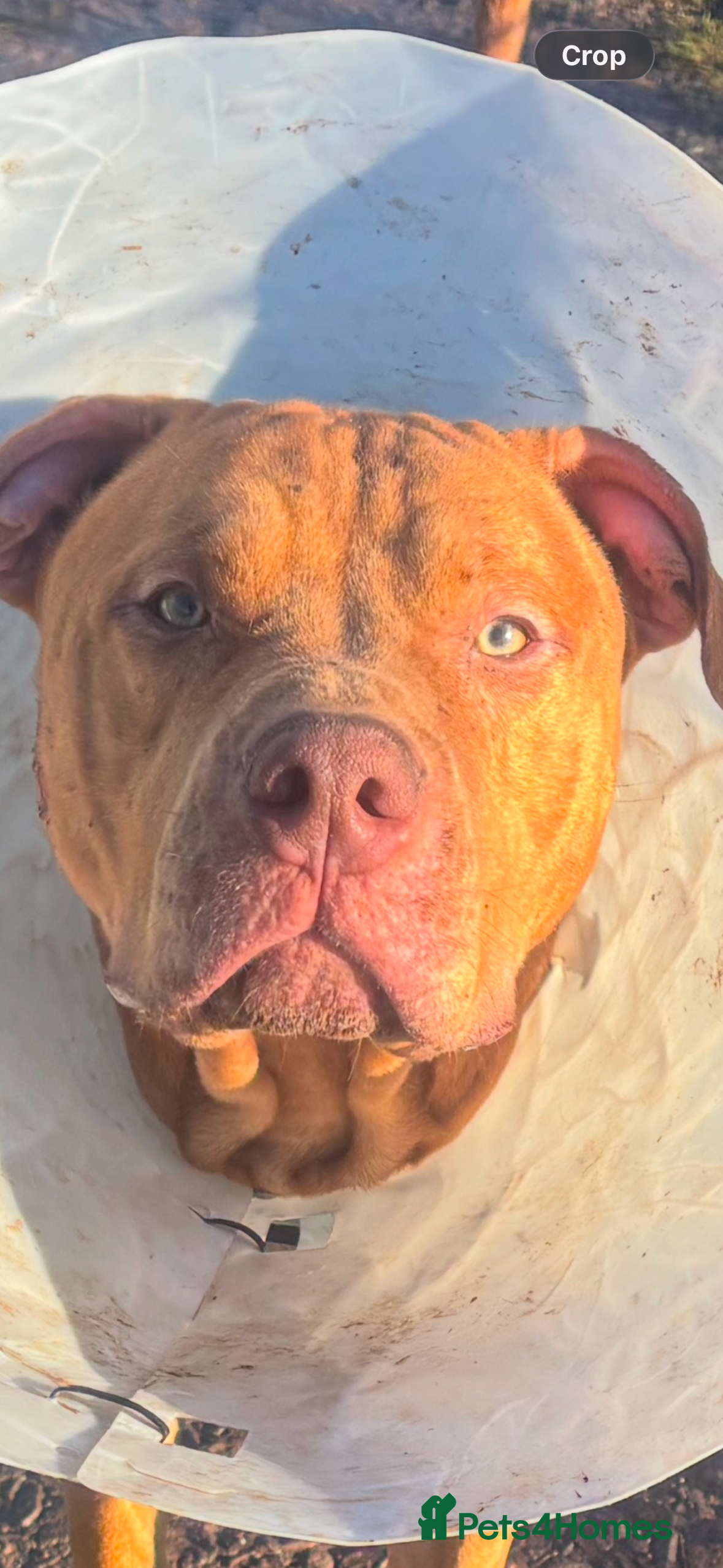 American Bull Staffy dogs Tyson is looking for a new home  - Advert 1