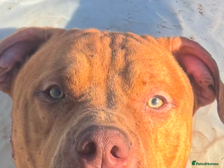 American Bull Staffy dogs Tyson is looking for a new home - Advert 1