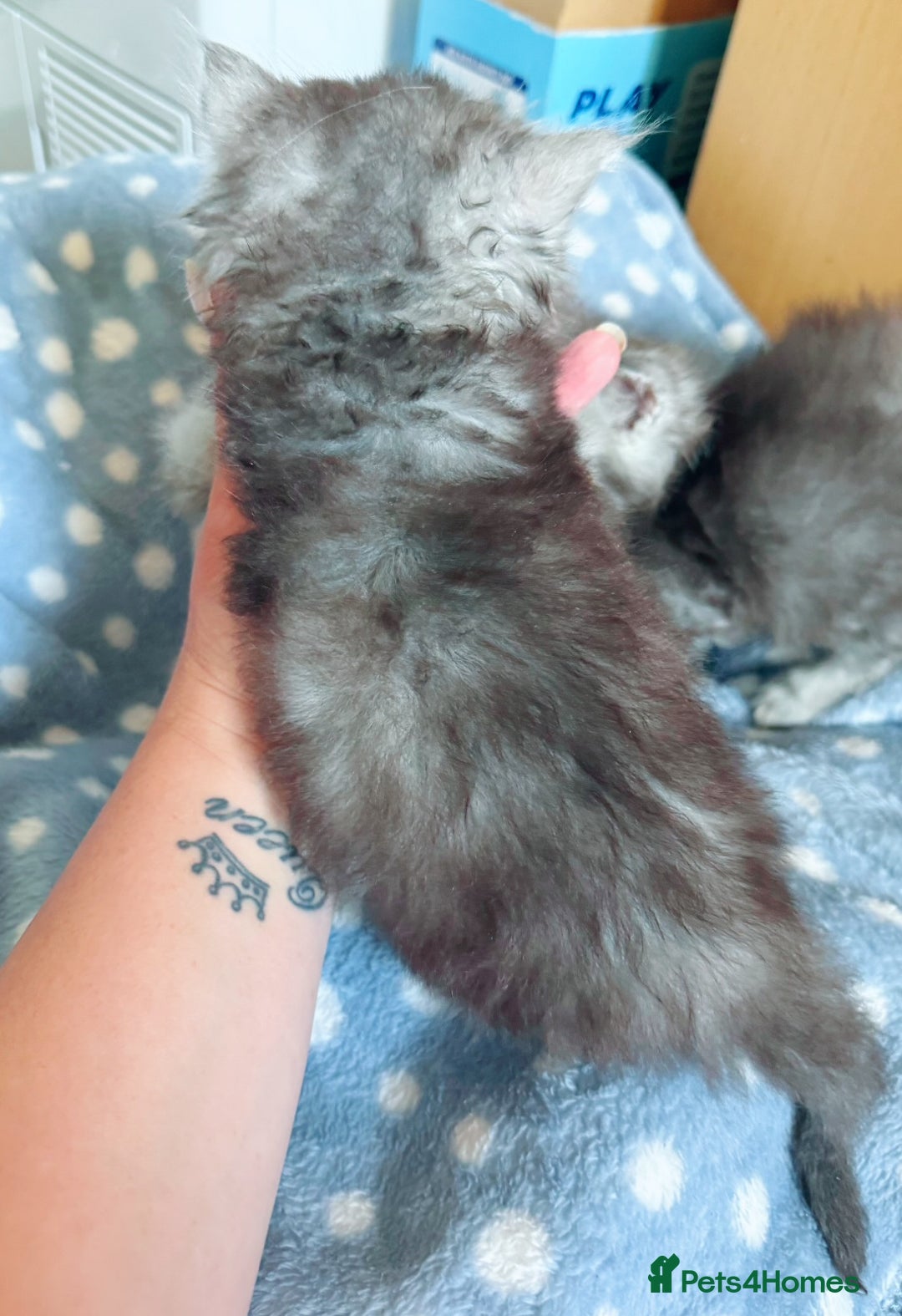 British Longhair cats for sale: 🩵BritishLonghair X Mainecoon Boys🩵 - Image 13