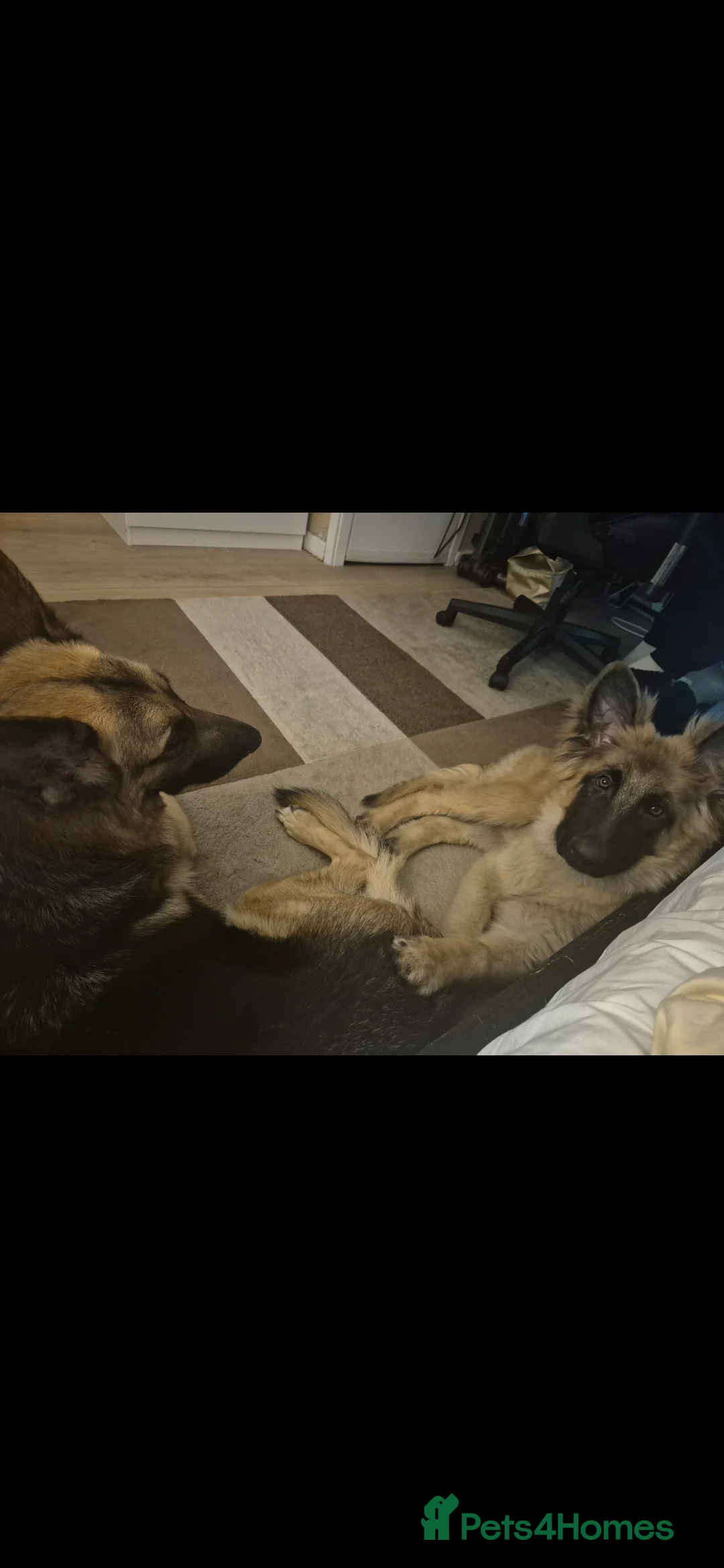German Shepherd dogs for sale: 6 month old male GSD - Advert 5
