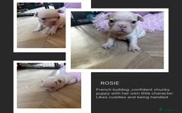 French Bulldog dogs for sale: Chunky French bulldog pups 4 girls  - Image 24