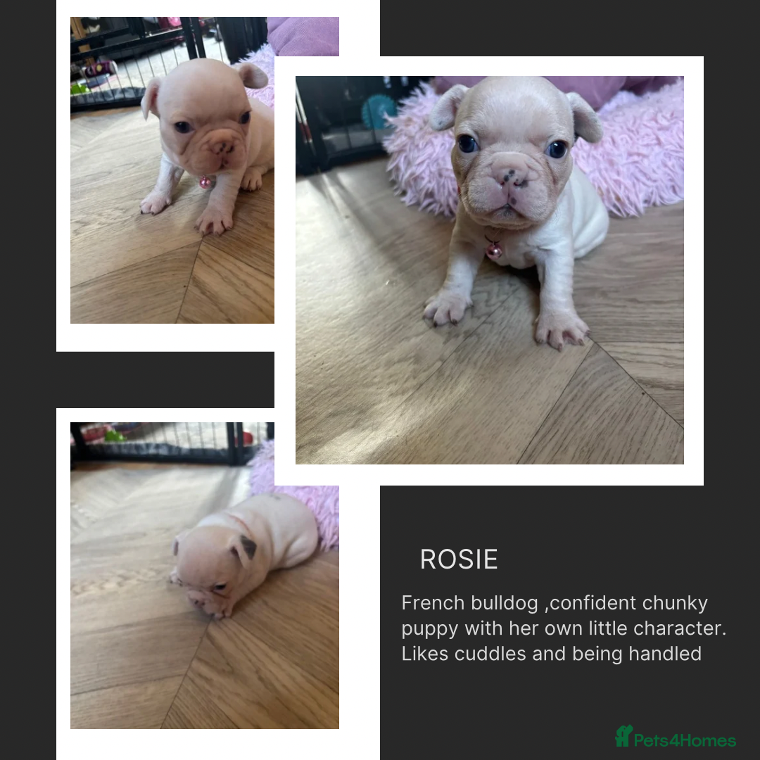 French Bulldog dogs for sale: Chunky French bulldog pups 4 girls  - Image 24