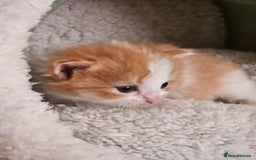 Mixed Breed cats for sale: 3 kittens for sale.  - Image 6