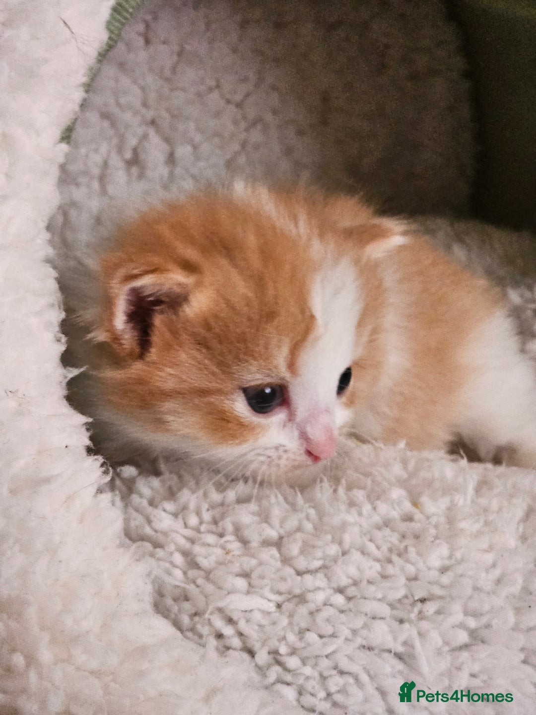 Mixed Breed cats for sale: 3 kittens for sale.  - Image 6