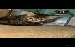 British Longhair cats for sale: British long hair x tabby - Image 2