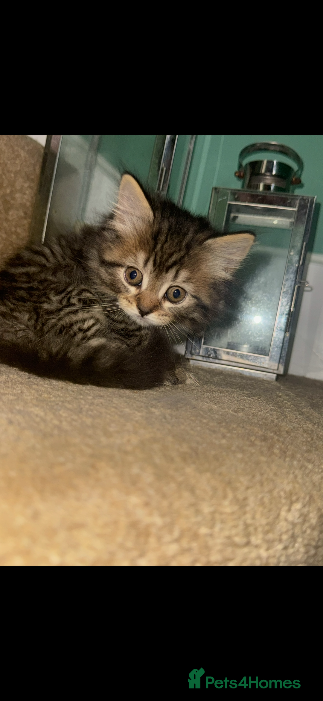 British Longhair cats for sale: British long hair x tabby - Image 2