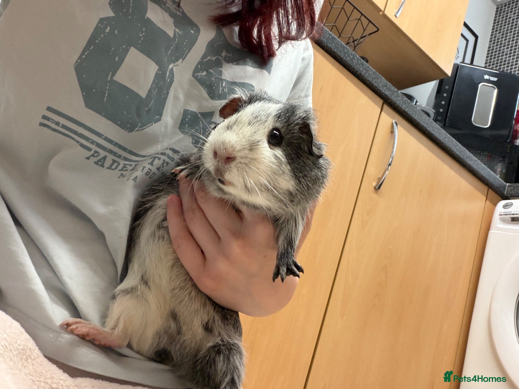 Guinea Pig rodents Male Guinea pig  - Advert 1