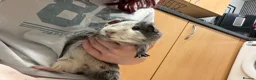 Guinea Pig rodents for sale: Male Guinea pig  in Northampton - Advert 1