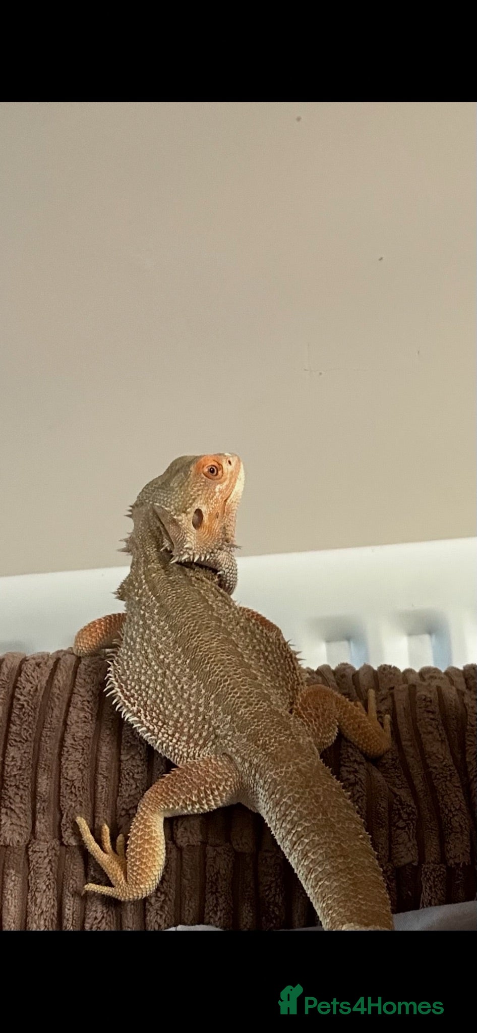 Bearded Dragon reptiles 2.5 Year Old Male Hypo Het Witblits Bearded Dragon - Advert 6