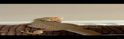 Bearded Dragon reptiles for sale: 2.5 Year Old Male Hypo Het Witblits Bearded Dragon - Advert 1