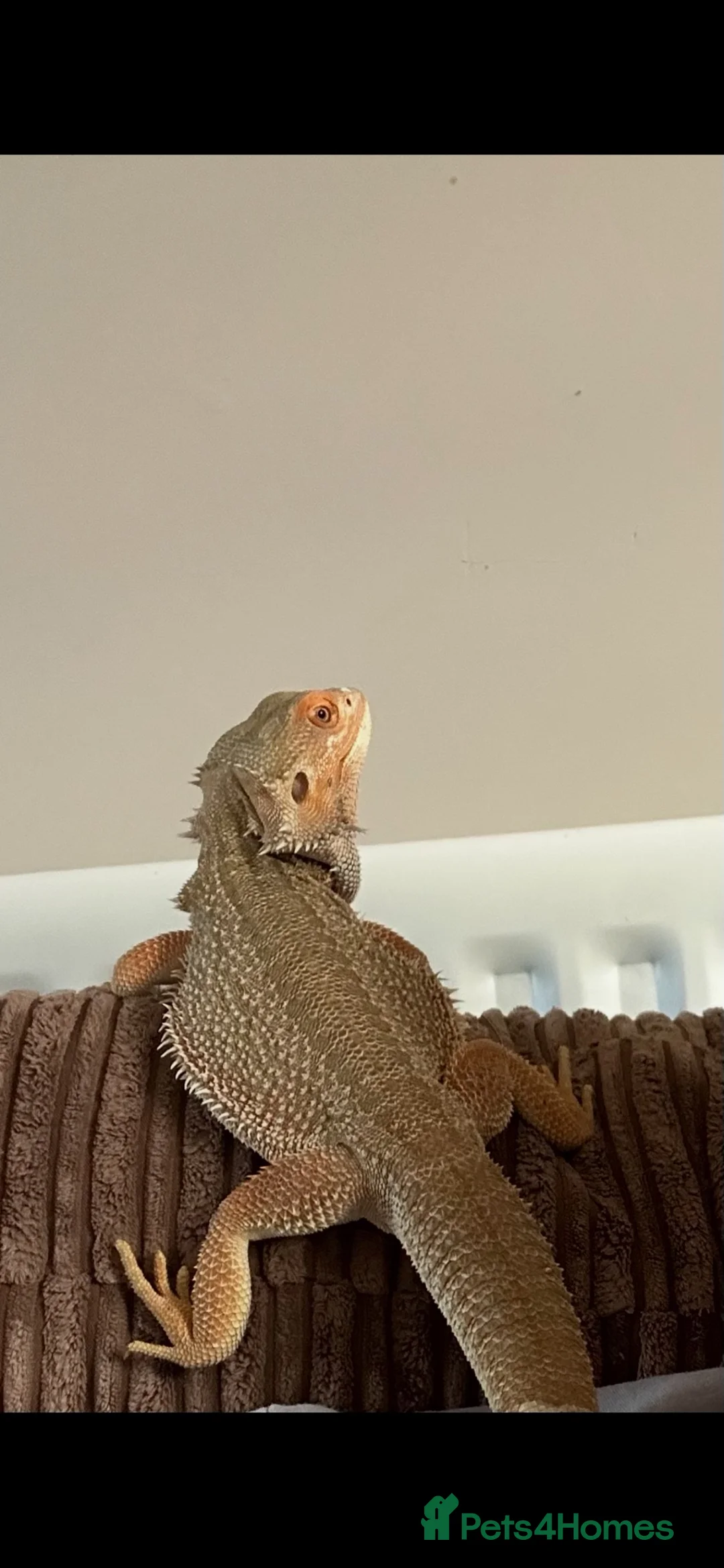 Bearded Dragon reptiles for sale: 2.5 Year Old Male Hypo Het Witblits Bearded Dragon - Advert 1