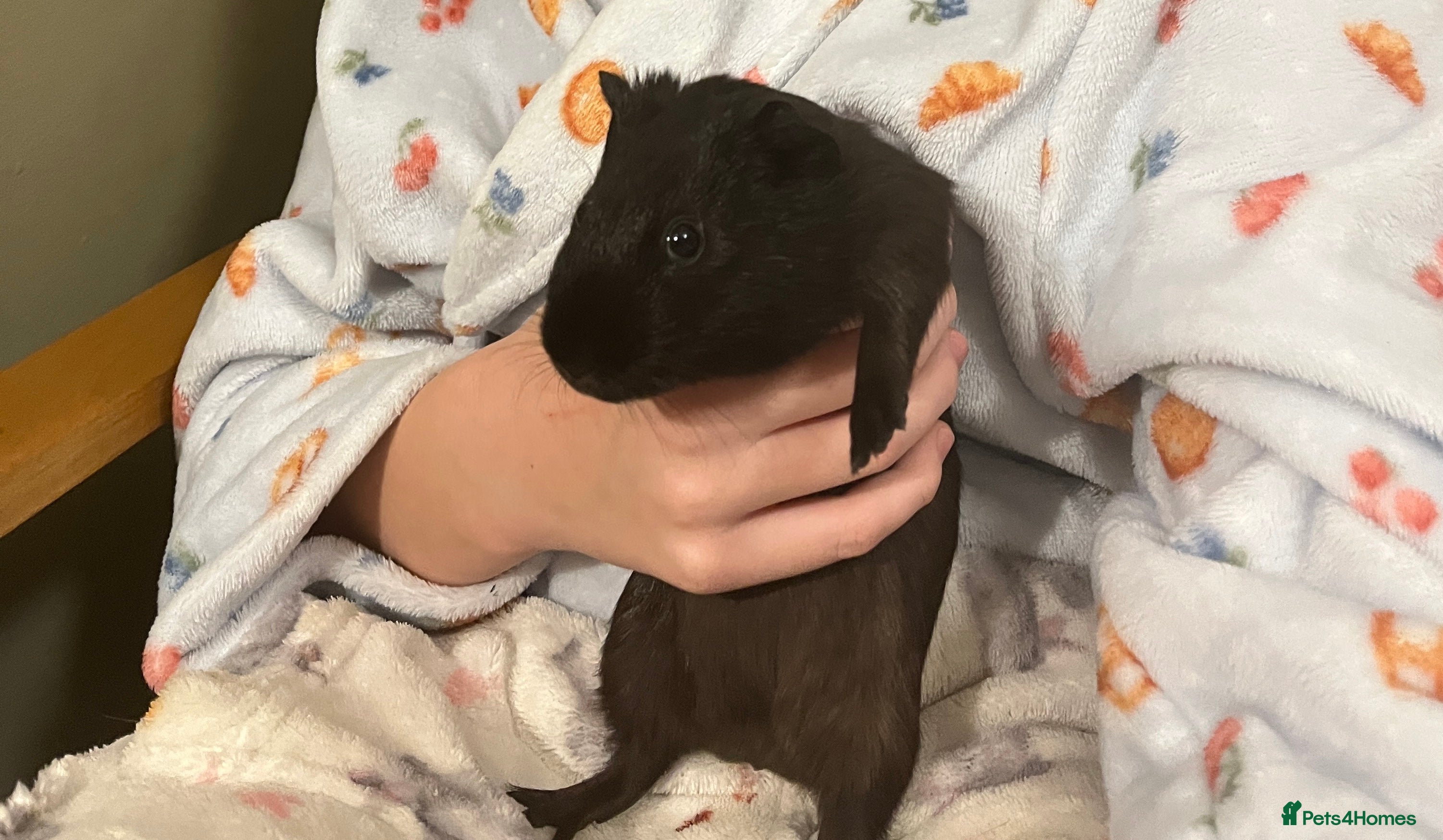 Guinea Pig rodents Guinea pig - Advert 20