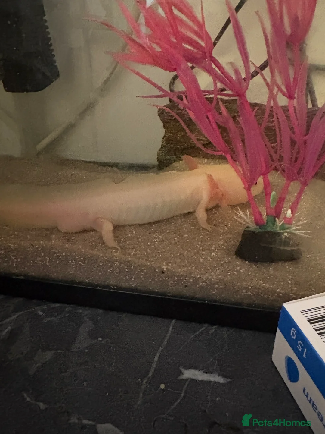 Axolotl reptiles for sale: 2 male axolotl - Advert 2