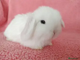 Mini Lop rabbits Baby mini lops for sale - Advert 13