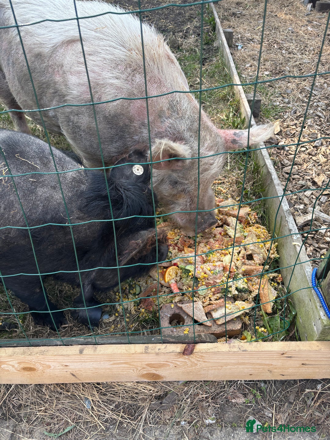 Pig livestock for sale: Three pet pigs for sale - Image 2