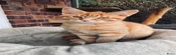 Maine Coon cats for sale:  READY TODAY Maine Coon Kittens - Advert 6