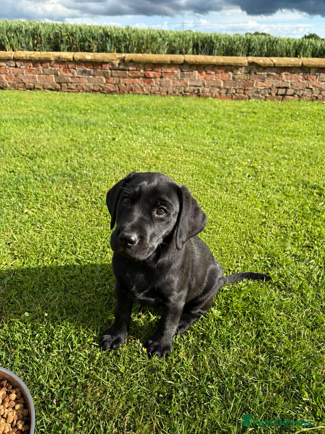 Labrador Retriever dogs for sale: KC Black Labrador Puppies - Advert 2