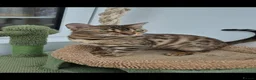 Bengal cats for sale: Pure bengal girls - Advert 5