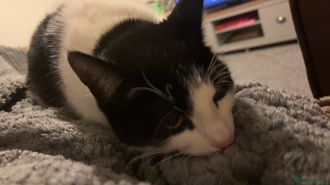Mixed Breed cats for sale: Bingo - Image 1