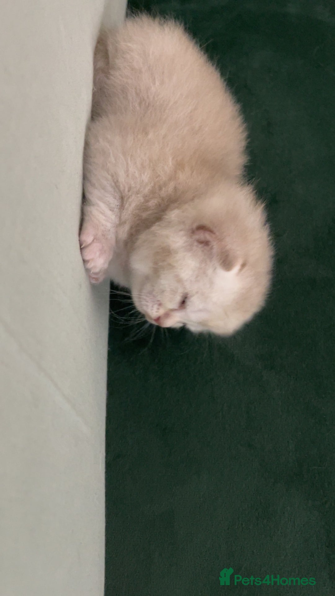 British Shorthair cats for sale: British Shorthair Kittens - Image 9