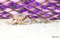 Miniature Dachshund dogs for sale: Ready now  - Advert 7