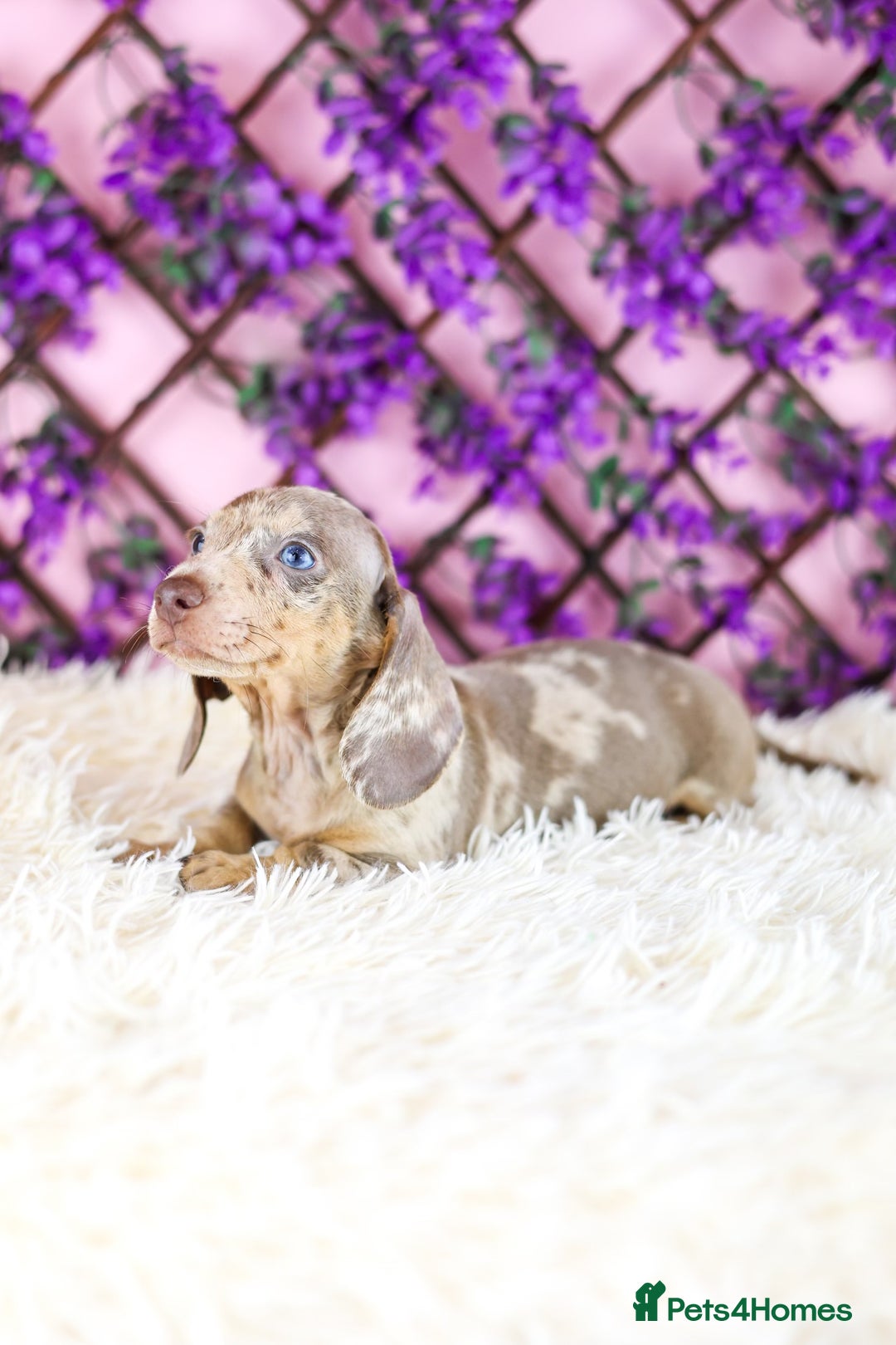 Miniature Dachshund dogs for sale: Ready now  - Advert 7