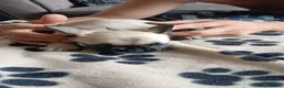 French Bulldog dogs for sale: French bulldog puppies  - Advert 5