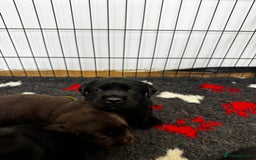 Labrador Retriever dogs for sale: 🤎🖤Outstanding Show Type Labradors🖤🤎KC&fully HT - Image 5