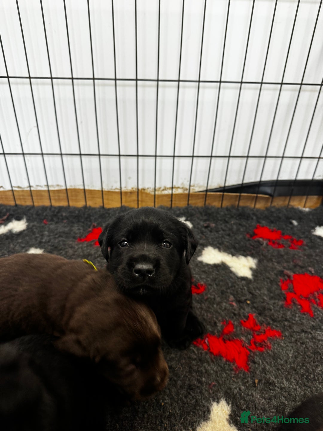 Labrador Retriever dogs for sale: 🤎🖤Outstanding Show Type Labradors🖤🤎KC&fully HT - Image 5