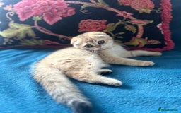 Scottish Fold cats for sale: Gold Chinchilla Scottish fold baby’s  - Image 30