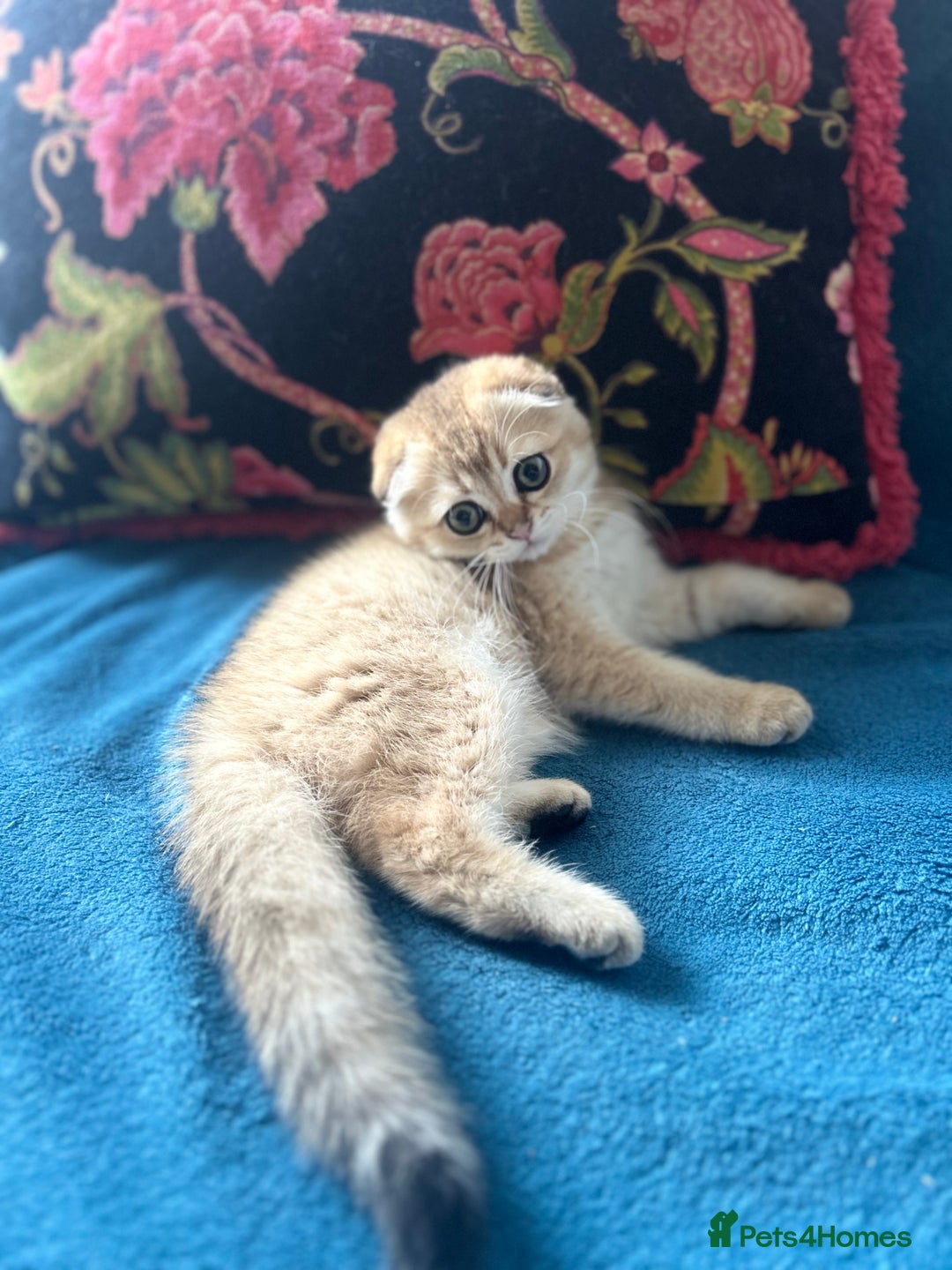 Scottish Fold cats for sale: Gold Chinchilla Scottish fold baby’s  - Image 30