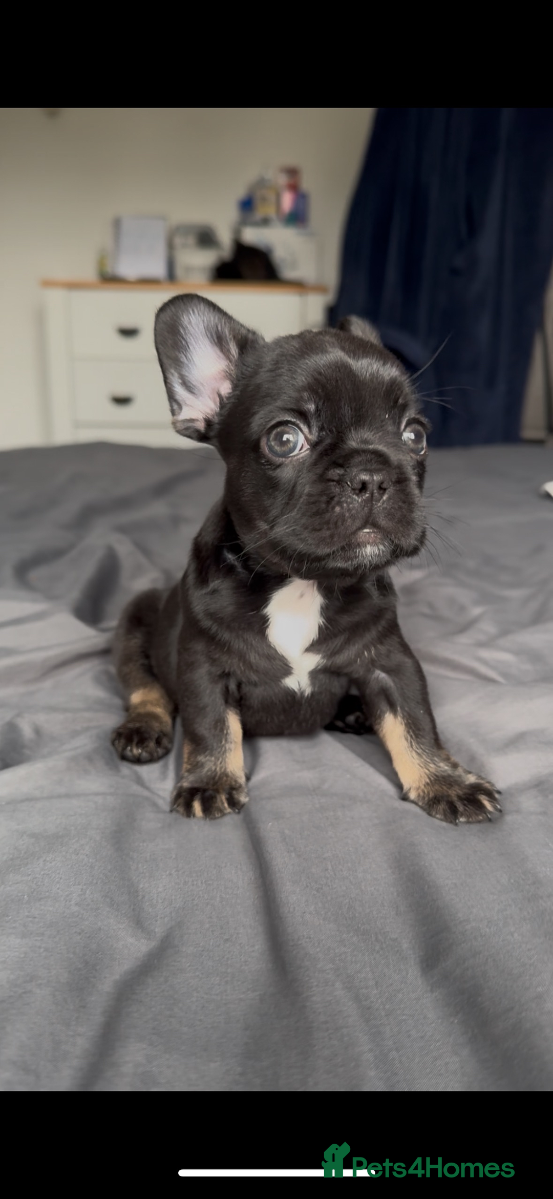 French Bulldog dogs for sale: french bulldog puppys (1 stunning boy left) - Advert 13