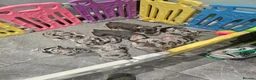 French Bulldog dogs for sale: French Bulldog Puppies - Advert 9