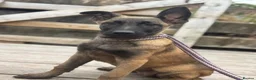 Belgian Shepherd Dog dogs for sale: Ready to leave Female Pups  - Advert 3
