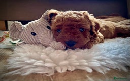 Miniature Poodle dogs for sale: 1 reserved 2 remaining ready 15th October  - Image 36