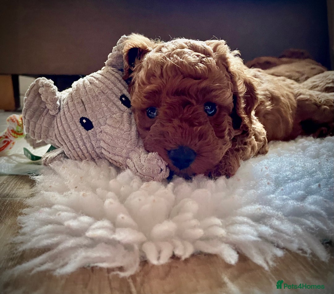 Miniature Poodle dogs for sale: 1 reserved 2 remaining ready 15th October  - Image 36